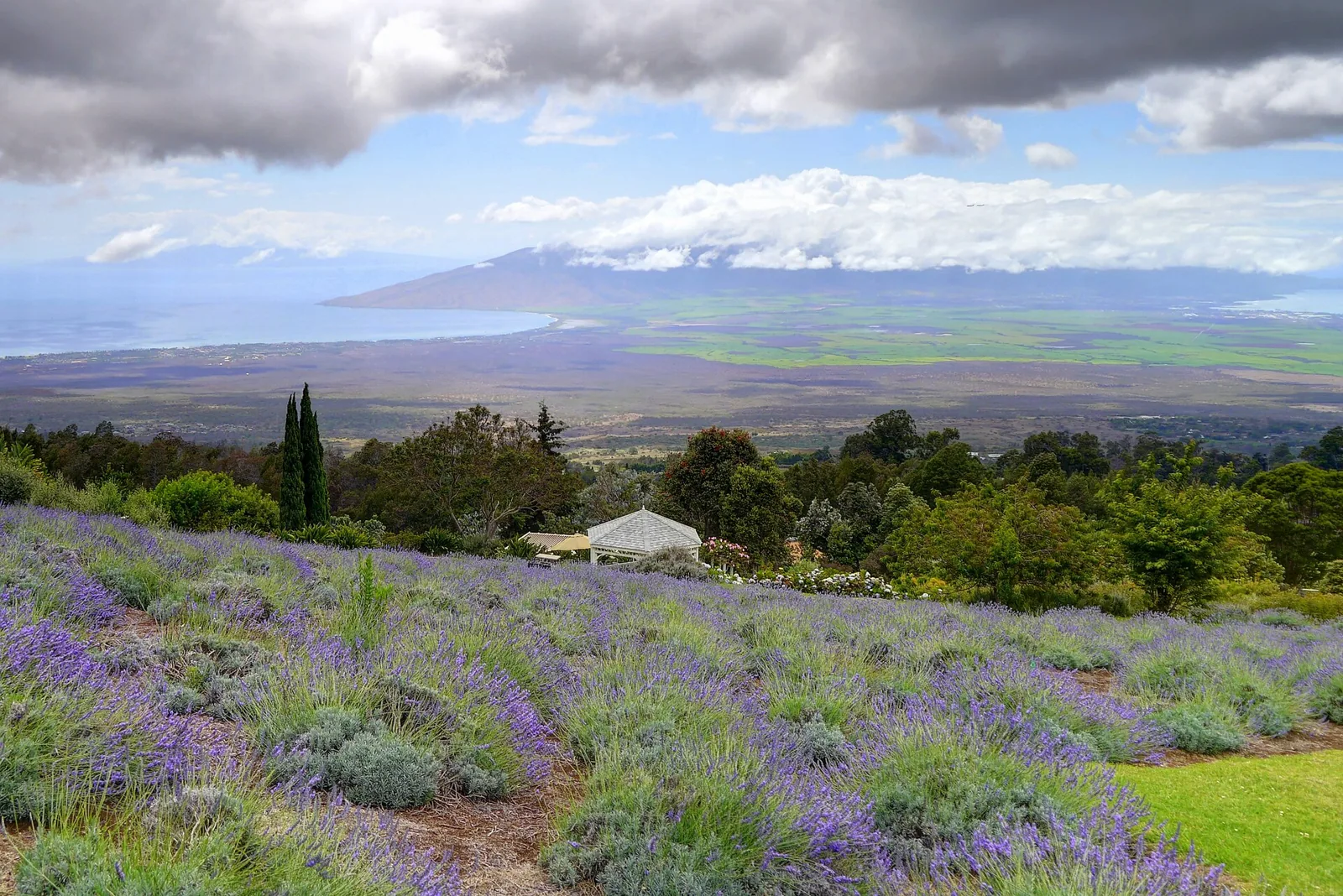 Purple lavender rows on a green Kula hillside with a sweeping view down to the Maui isthmus and West Maui mountains